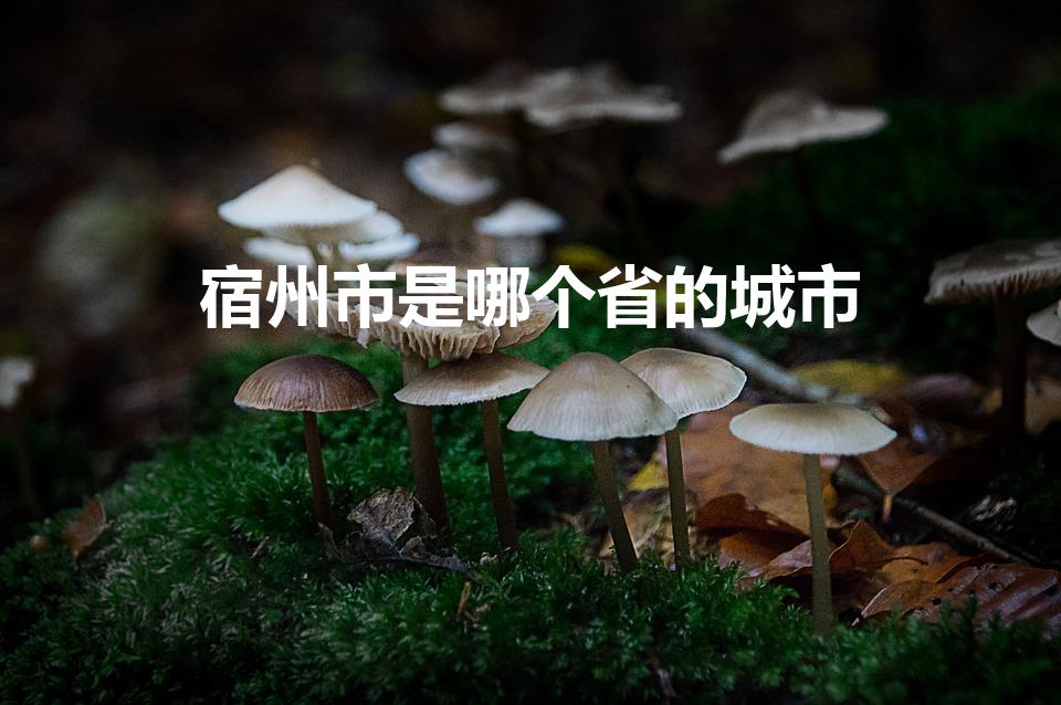 宿州市是哪个省的城市（安徽宿州属于哪个市）