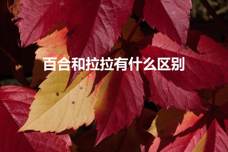 百合和拉拉有什么区别（拉拉和百合的区别是什么）