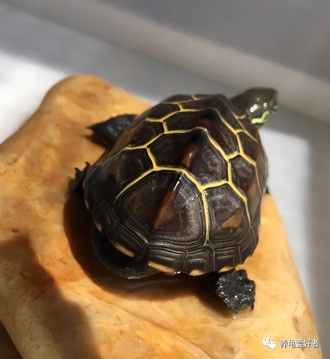 龟腐皮用什么药好得快一点（龟腐皮最有效的植料方法）