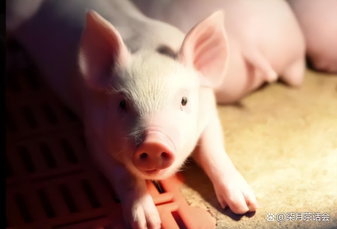 伊斯兰教为什么不吃猪肉(不吃猪肉是信仰什么教)