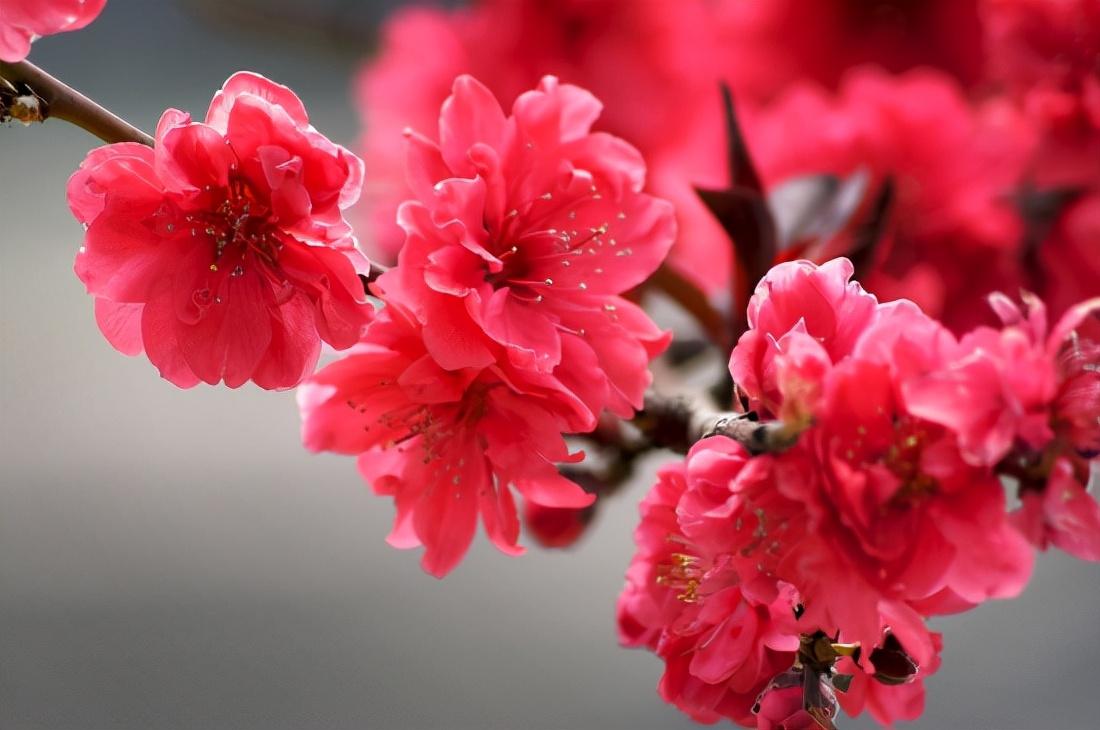 花中四君子指的是哪四种花(岁寒三友是指哪三个植物)