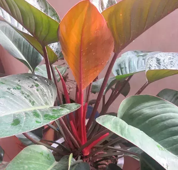 甲醛最怕三个克星（家里放几盆这些话空气洁净）