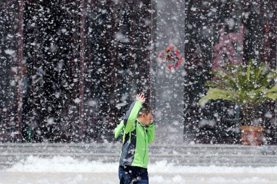 杨絮是什么东西（满天飞的杨絮到底有什么危害）