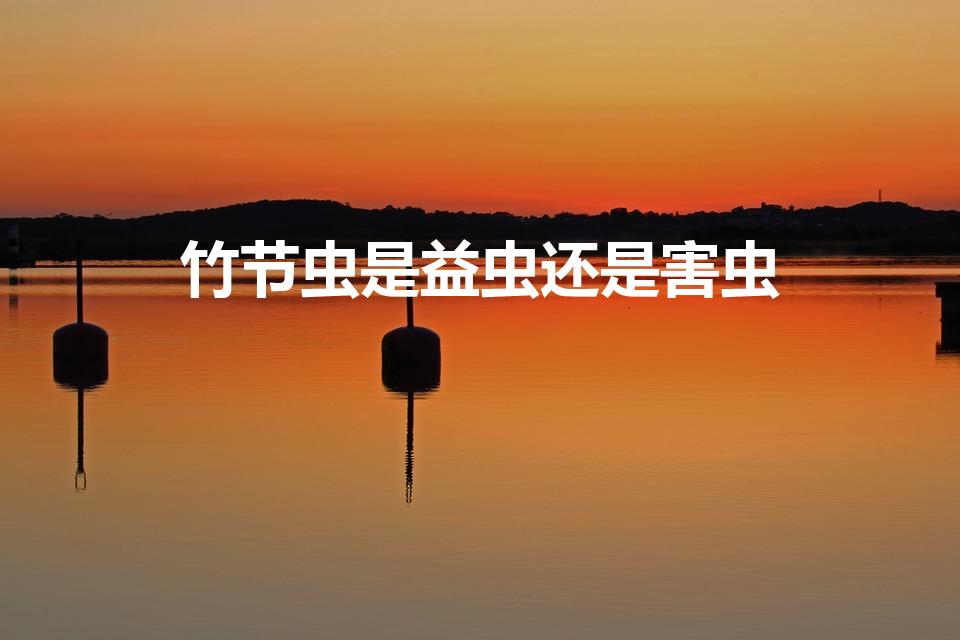 竹节虫是益虫还是害虫（竹节虫是害虫吗）