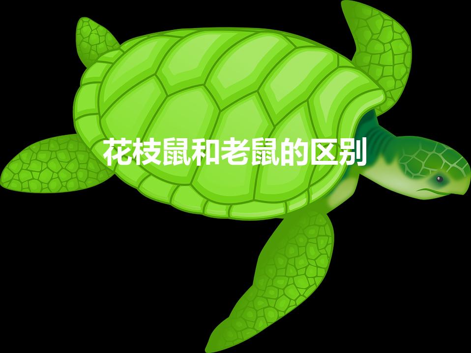 花枝鼠和老鼠的区别（怎样区分老鼠和花枝鼠）