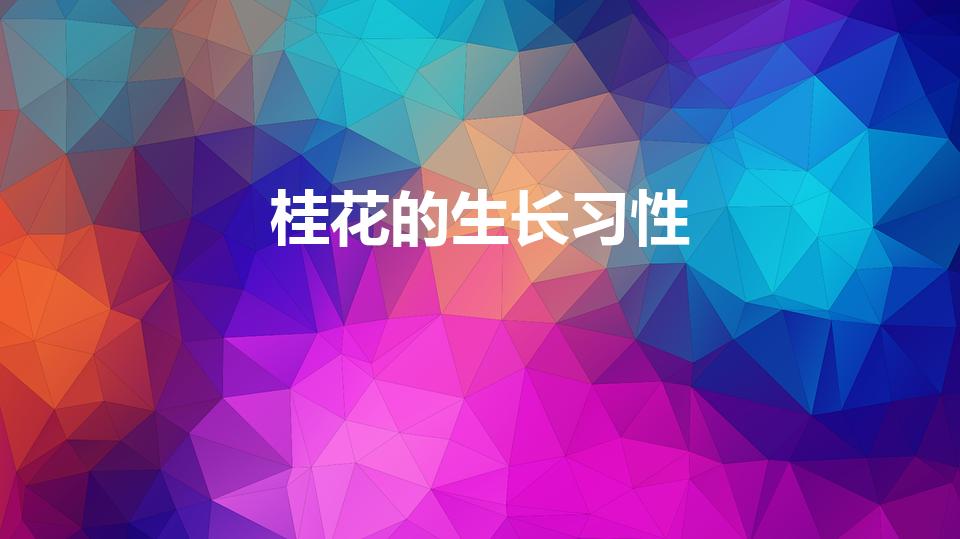 桂花的生长习性（桂花的生长特性)