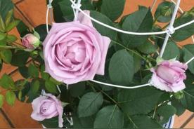 空蒙月季花的优缺点（长什么样子特点）