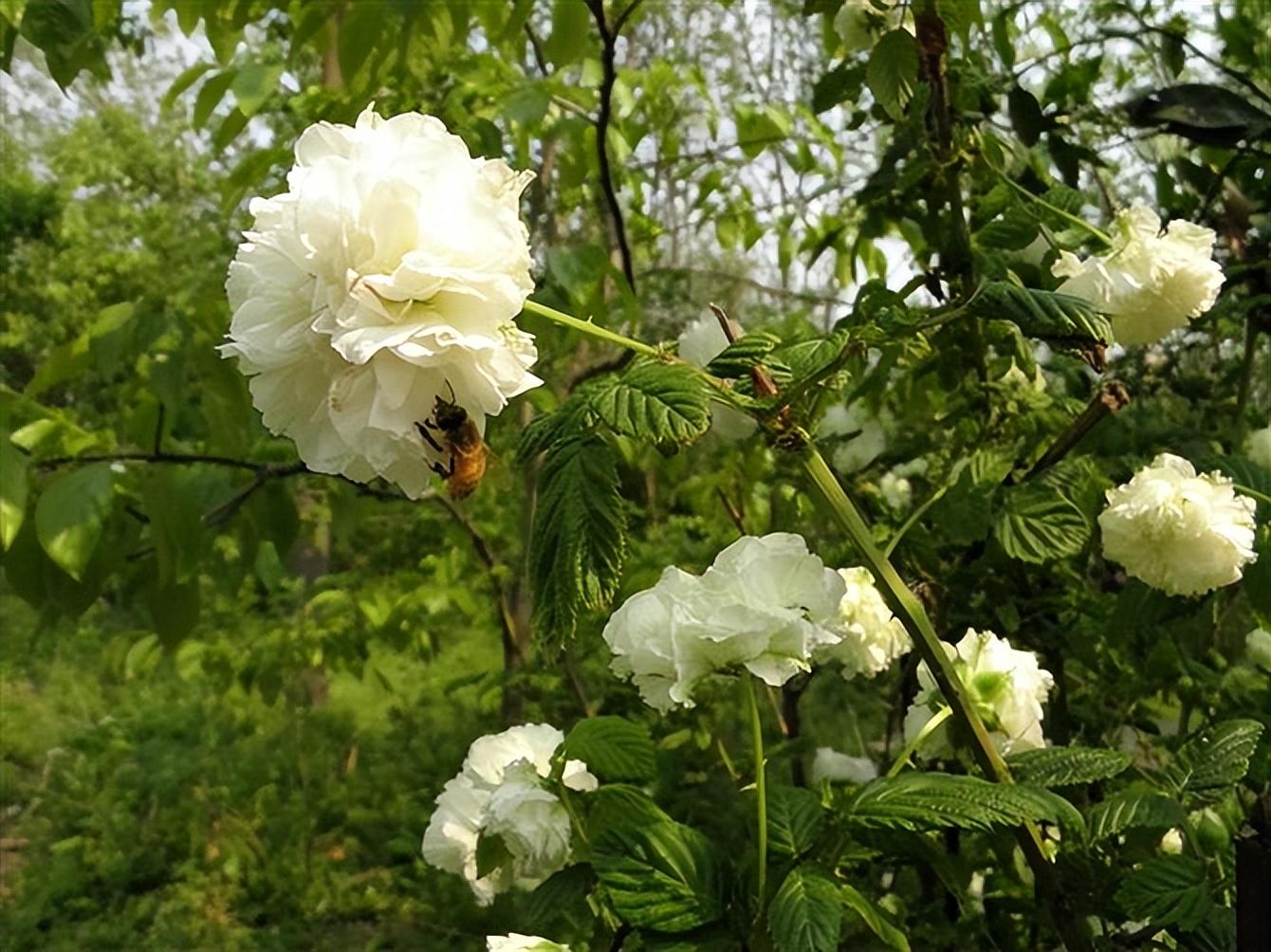 荼蘼花的花语寓意是末路之美吗（开到荼蘼的文化含义）