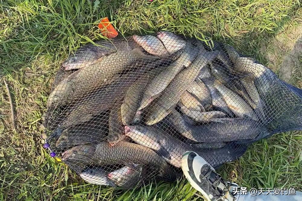 钓鱼用什么鱼饵最好(钓鱼用什么鱼饵最好钓)