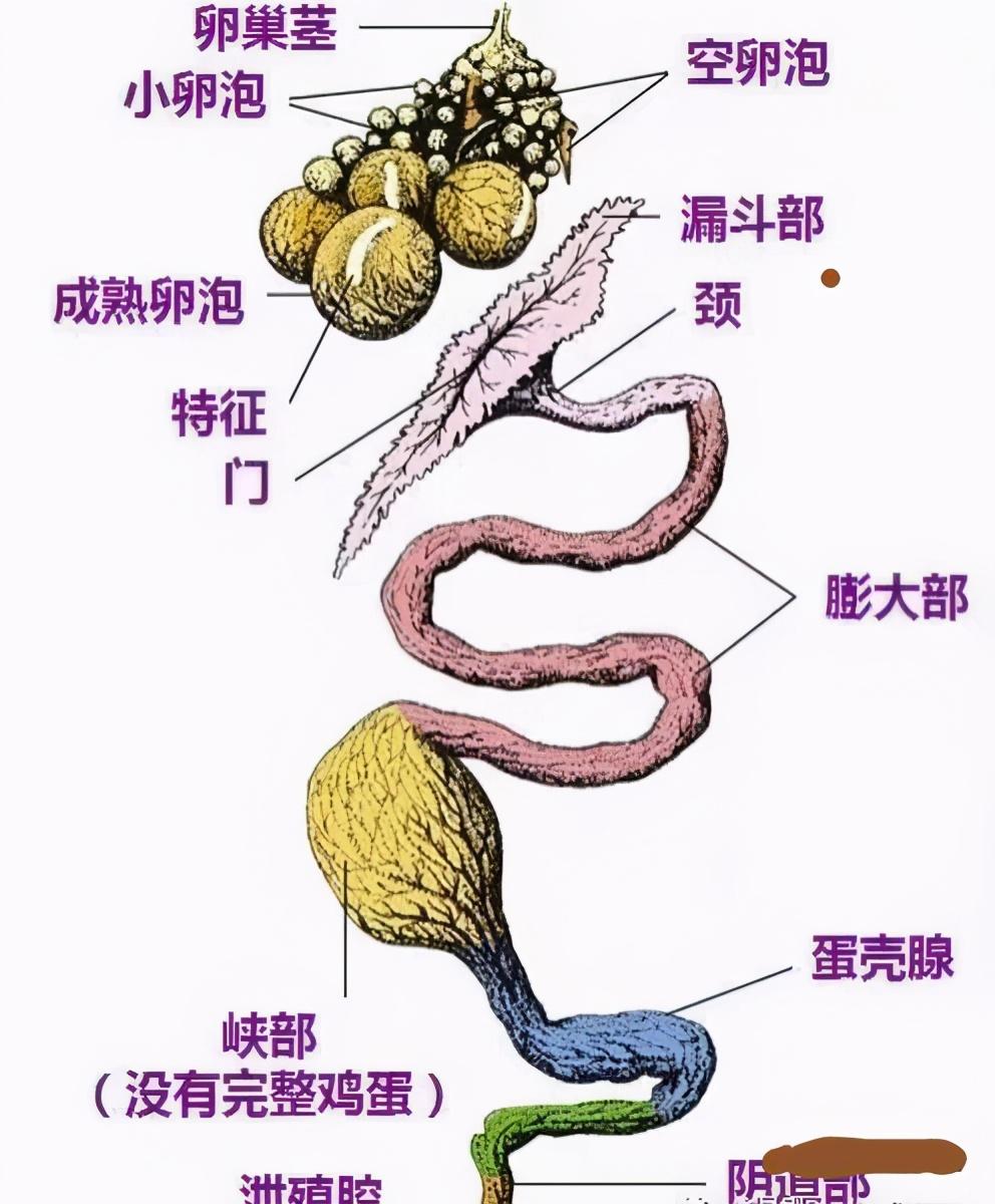 鸡一天能下几个蛋（养鸡场的鸡一天能下一个蛋啊）