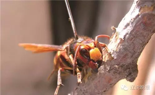 馬蜂在房間不飛出去怎么辦（提供馬蜂入室解決方法）