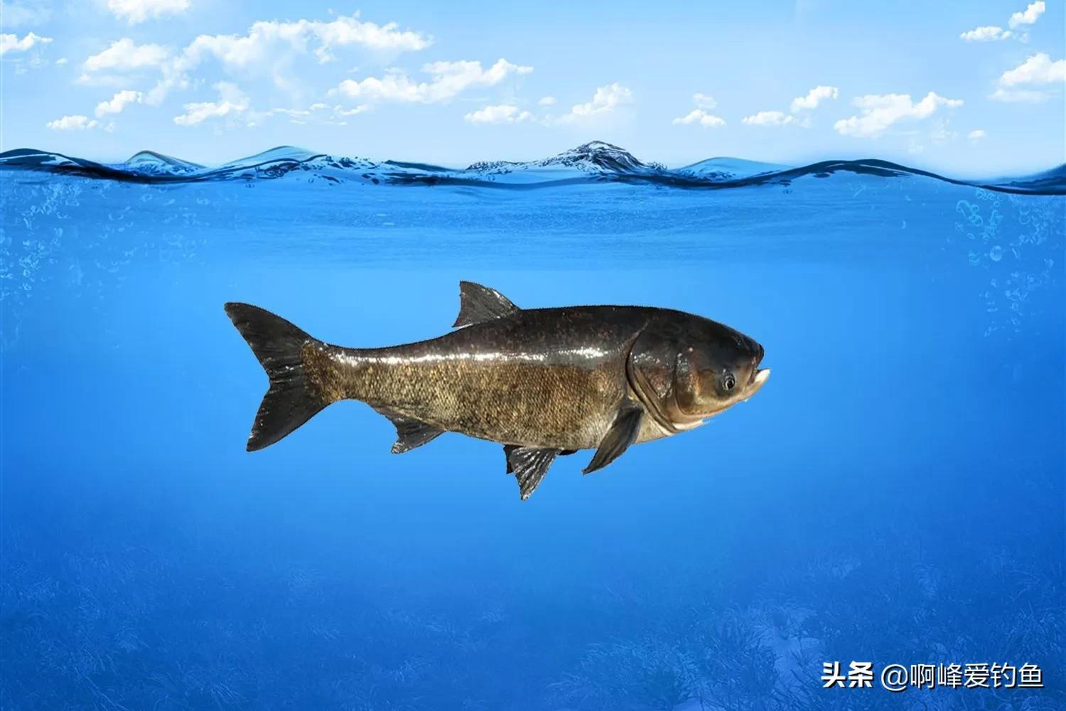 鰱鳙是什么魚又名是什么（鰱鳙是首位嚴禁垂釣的魚）