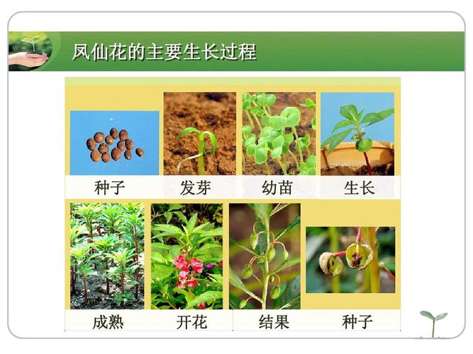 鳳仙花的生長過程記錄（鳳仙花的種植方法是什么）