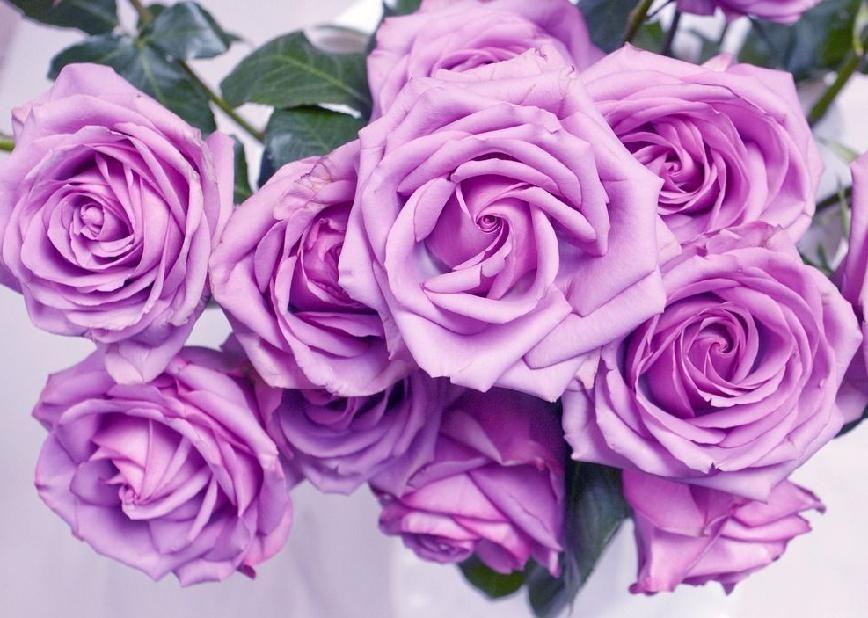 紫色玫瑰花代表什么意思（紫色玫瑰花花语和寓意）
